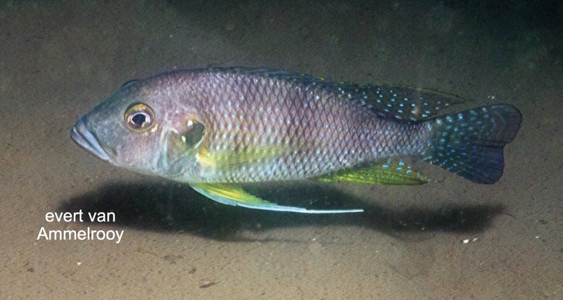 Greenwoodochromis staneri 'Chituta Bay'